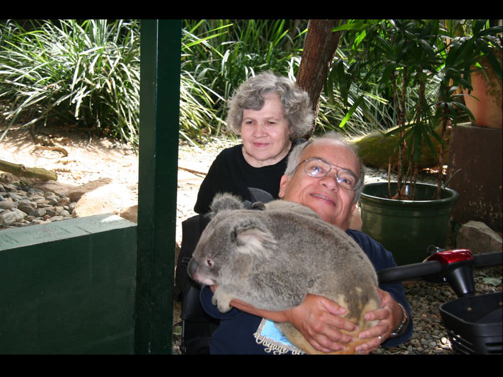 2011 Koala hug QLD