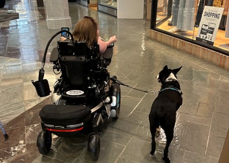 Can You Train Your Own Service Dog 3