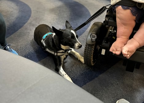 Can You Train Your Own Service Dog 4